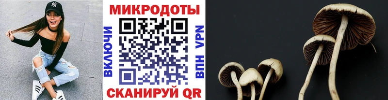 Псилоцибиновые грибы Psilocybe Полтавская